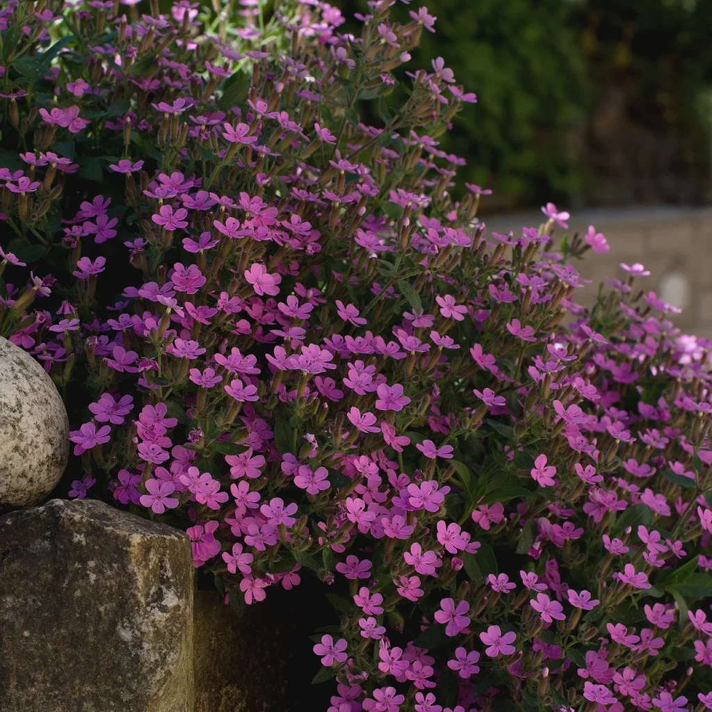 Saponaria ocymoides Krypsåpeurt Ø11 cm
