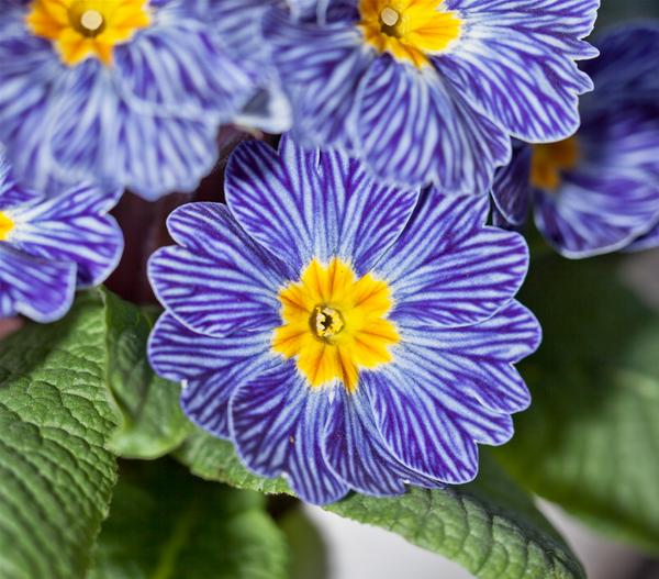 Frühlingsprimel 'Zebra'