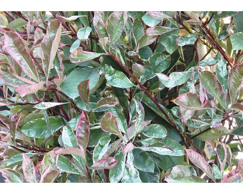 Loquat 'Pink Marble' FloraSelf Photinia fraseri 'Pink Marble' H 125-150 cm Co 15 L