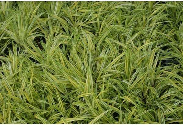 Goudbandgras (Hakonechloa macra 'Aureola') D 9 H 10 cm