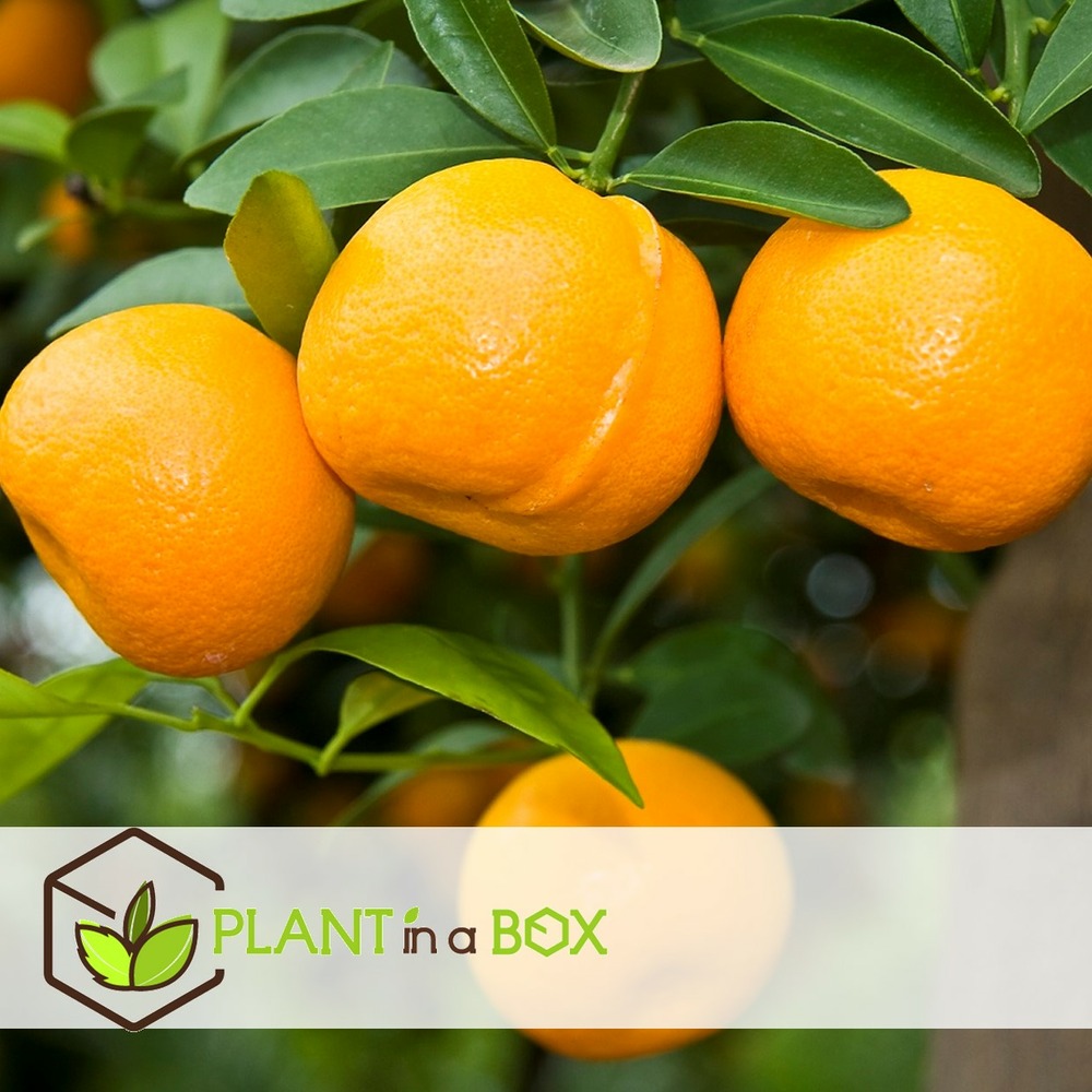 Citrus mix - set de 3 - agrumes - pot 9cm - hauteur 25-40cm