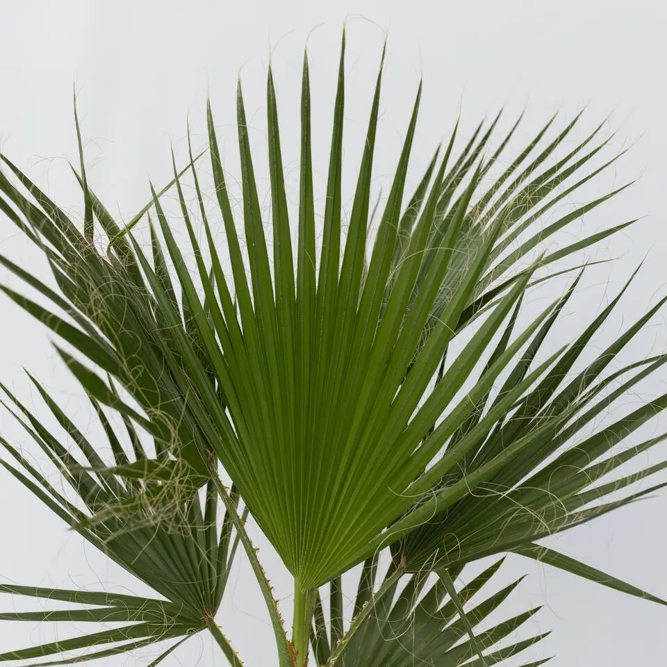 Mexicaanse waaierpalm - Washingtonia robusta - Hoogte 70-90cm - ⌀21cm