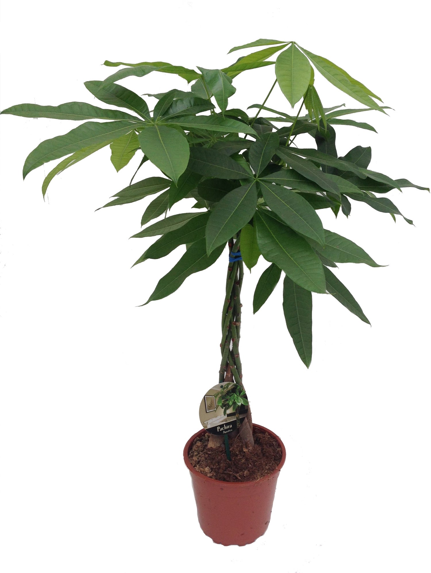 Geldboom (Pachira aquatica) D 19 H 90 cm