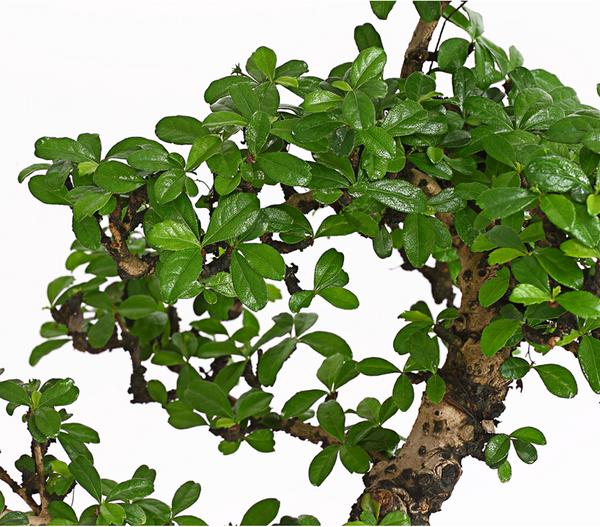 Bonsai Fukientee - Carmona microphylla, 12-15