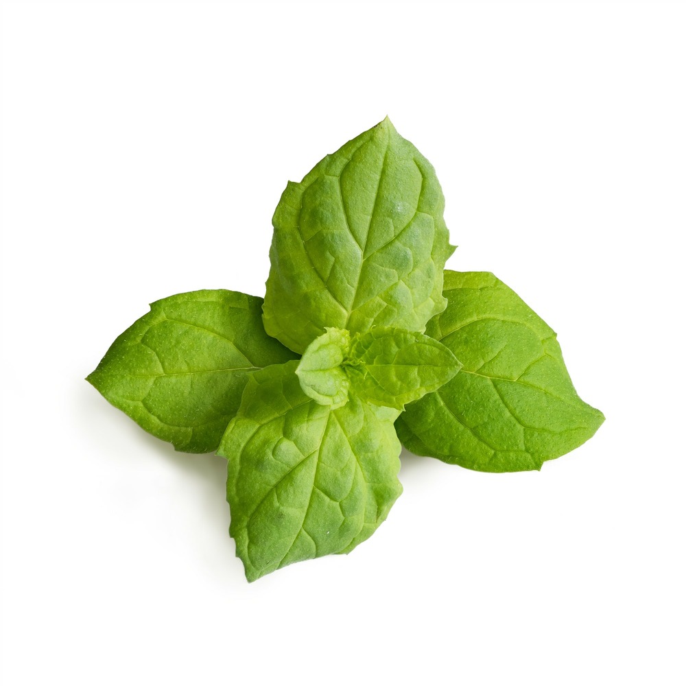 Lingot menthe marocaine bio - recharge prête à l'emploi