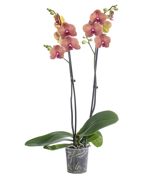 Schmetterlingsorchidee - Phalaenopsis
