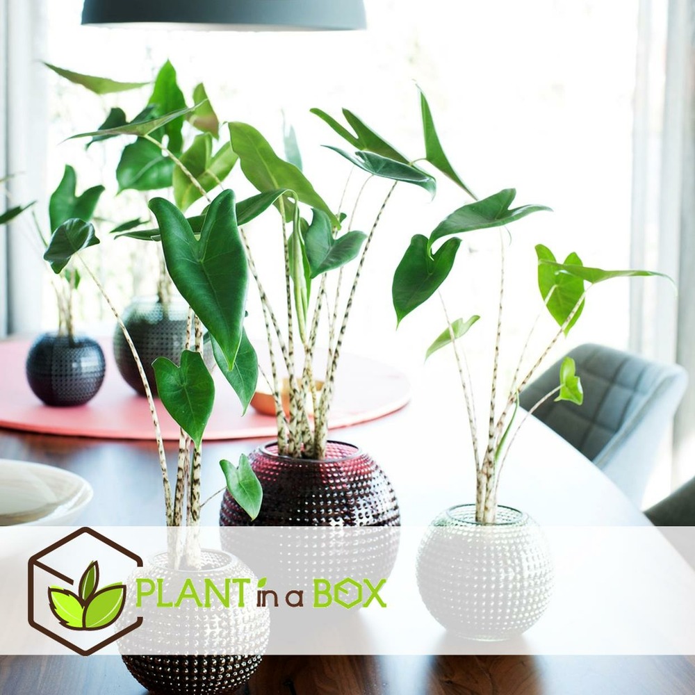 Alocasia zebrina - plante d'intérieur xxl - pot 32cm - hauteur 140-150cm