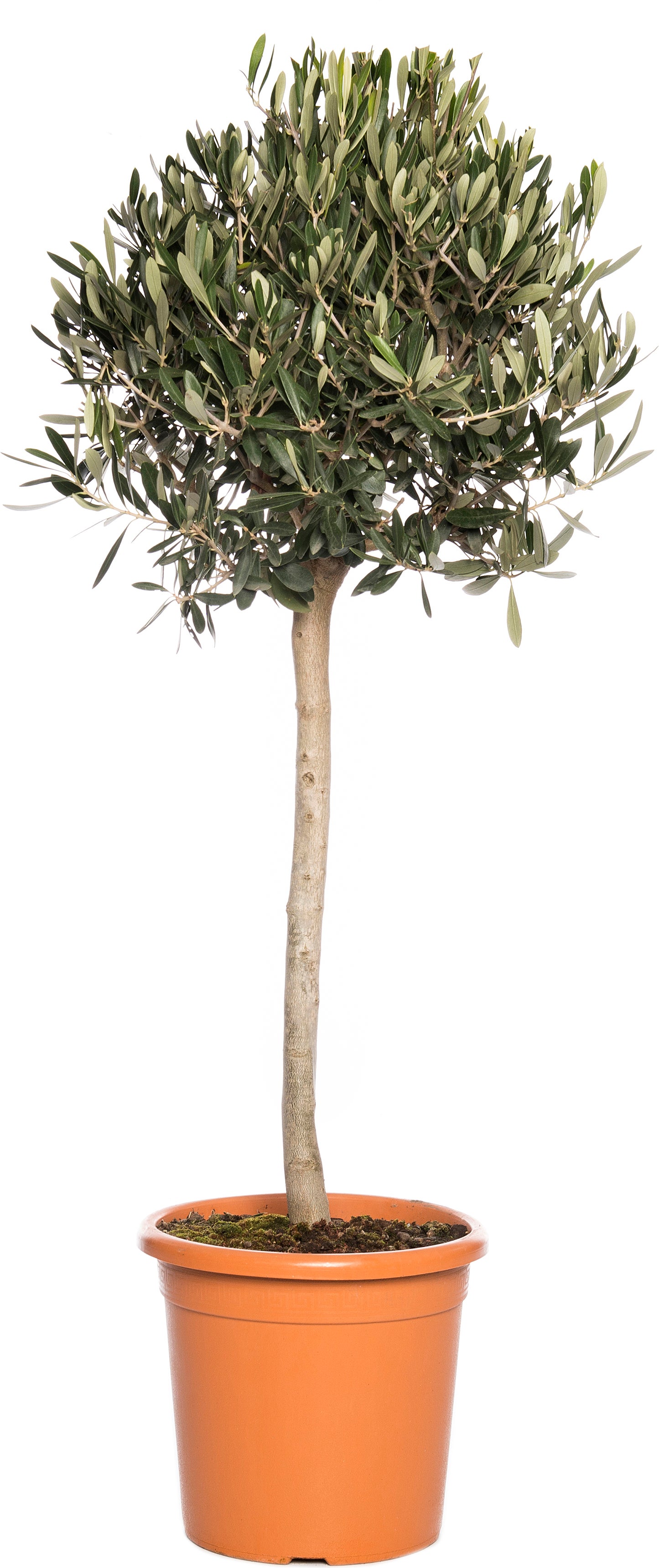 Olijfboom (Olea europaea) D 28 H 130 cm