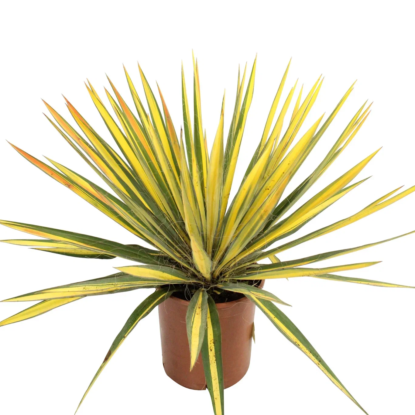 Yucca filamentosa Palmelilje Ø23 cm