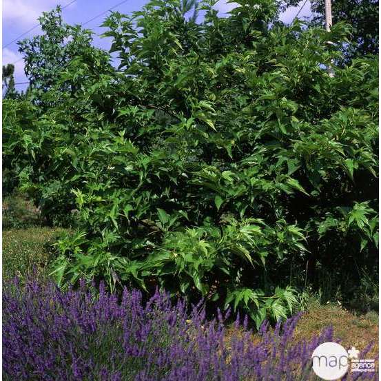 Morus Bombycis Fruit :tige circonférence 12/14 : ctr 25L