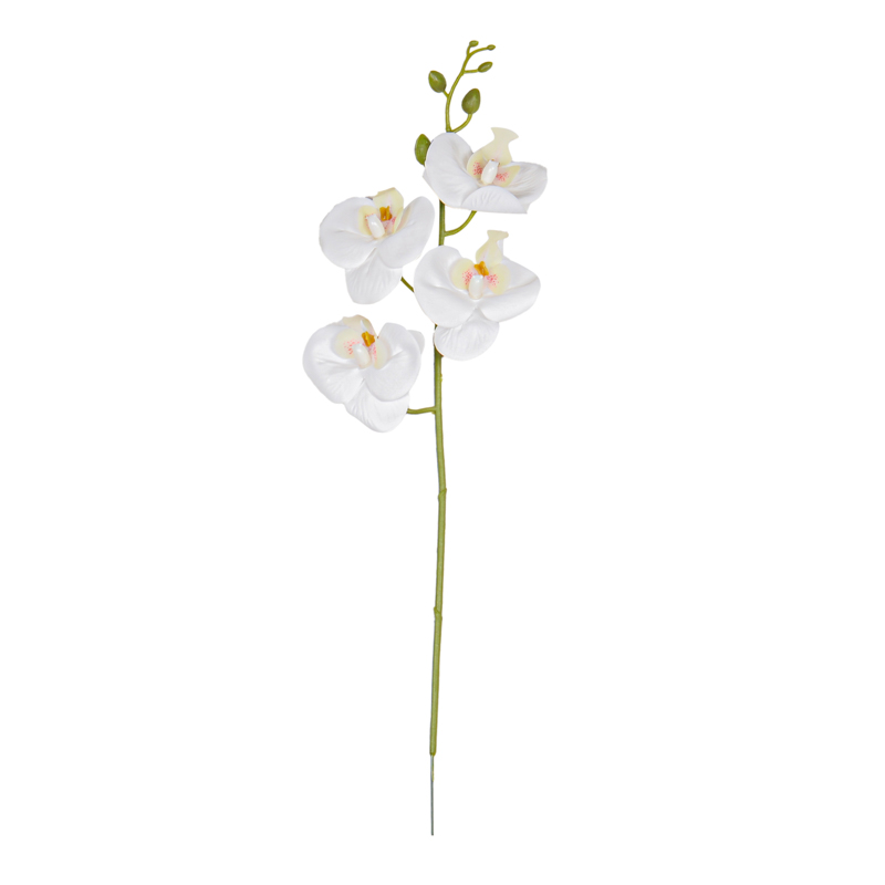 Tige d'orchidée