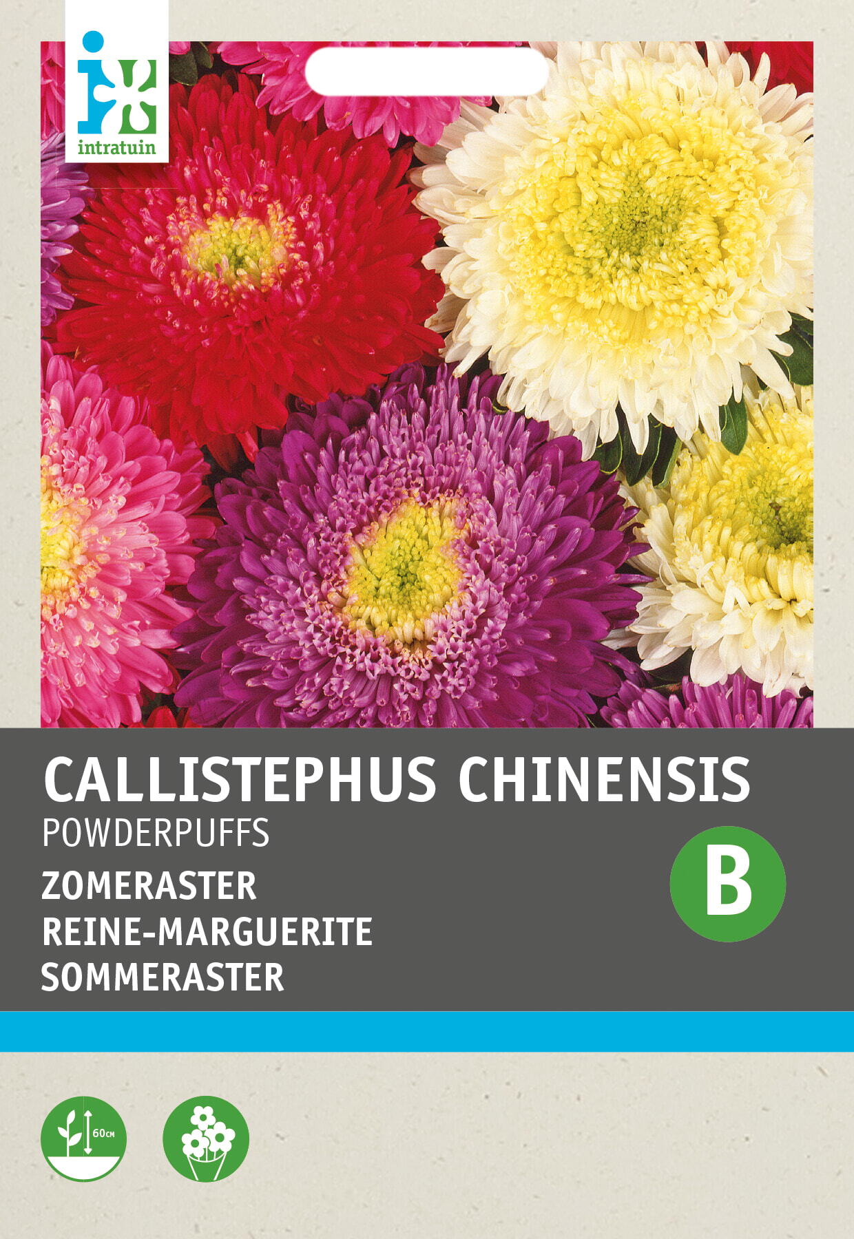 Intratuin bloemenzaad Zomeraster (Callistephus chinensis 'Powderpuffs')