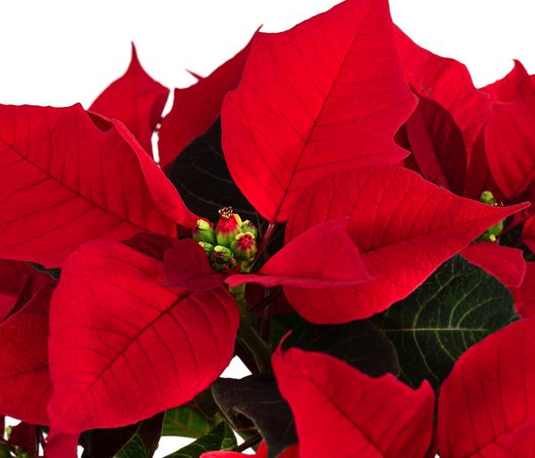 Weihnachtsstern - Euphorbia pulcherrima