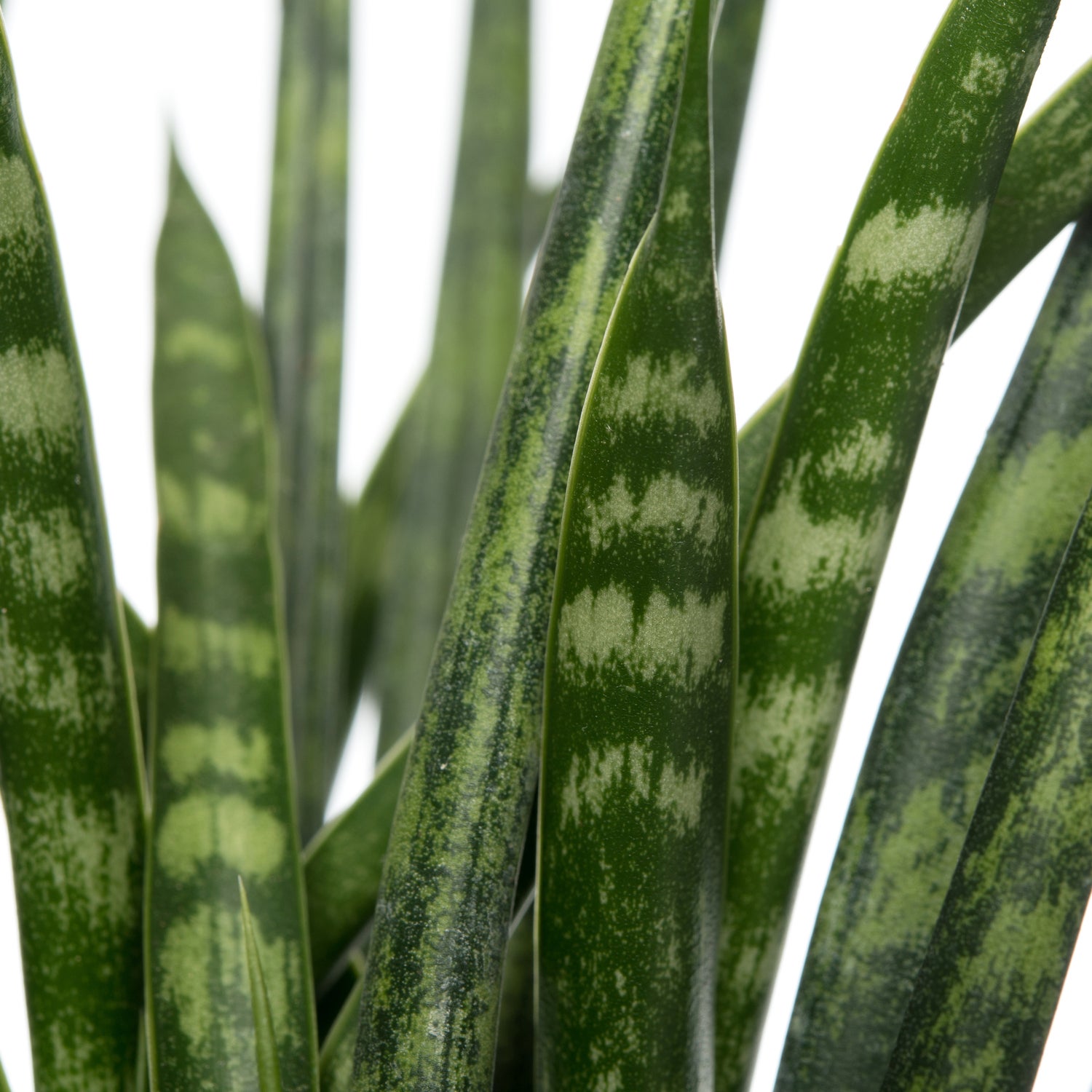 Vrouwentong (Sansevieria 'Fernwood Mikado') D 12 H 40 cm