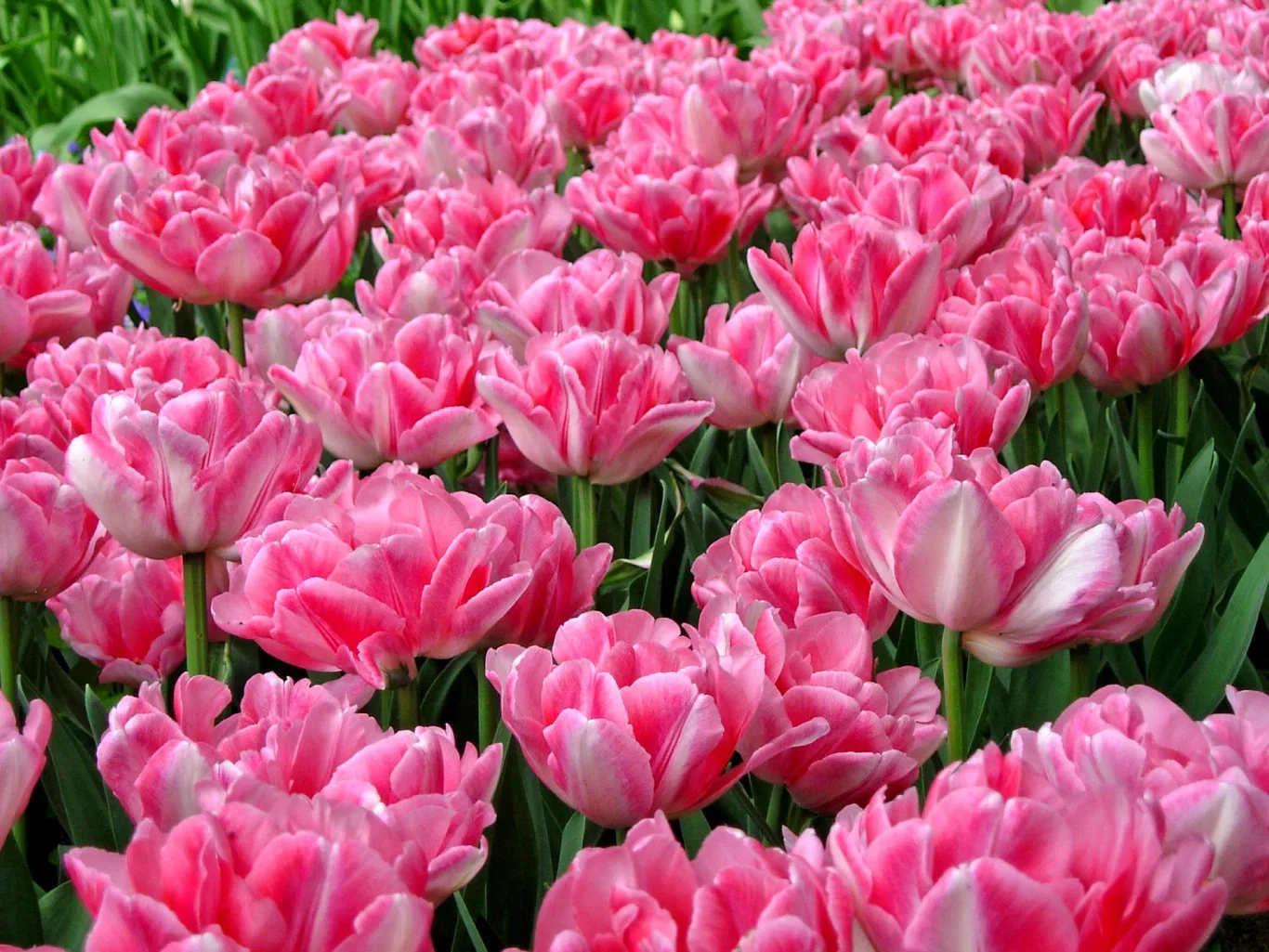 Tulipa gesneriana (Early double flowering Group) 'Foxtrot' Tulipan 'Foxtrot'