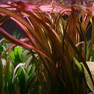 Vallisneria Giganthea Rubra (bos)