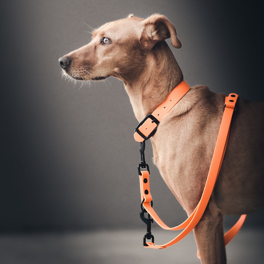 BioThane® Führleine NEO Neon Orange - WOOFSTUFF