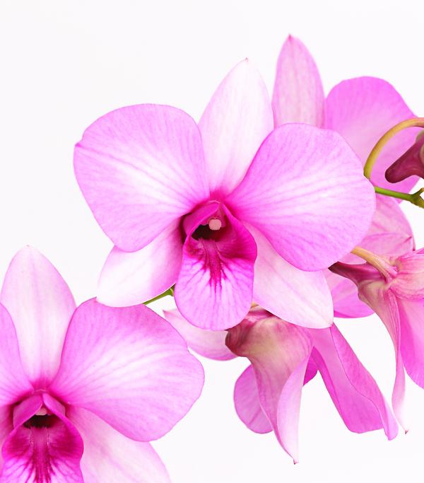 Dendrobium - Dendrobium cultivaris,