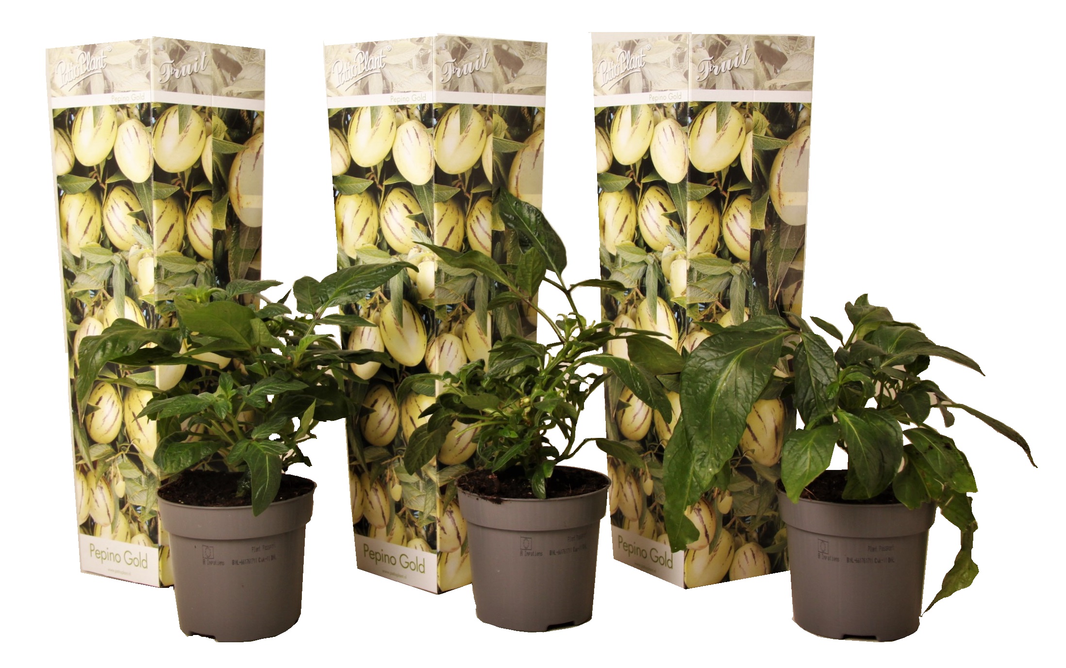 Solanum 'pepino gold' - poire melon - set de 3 - pot 9cm - hauteur 25-40cm
