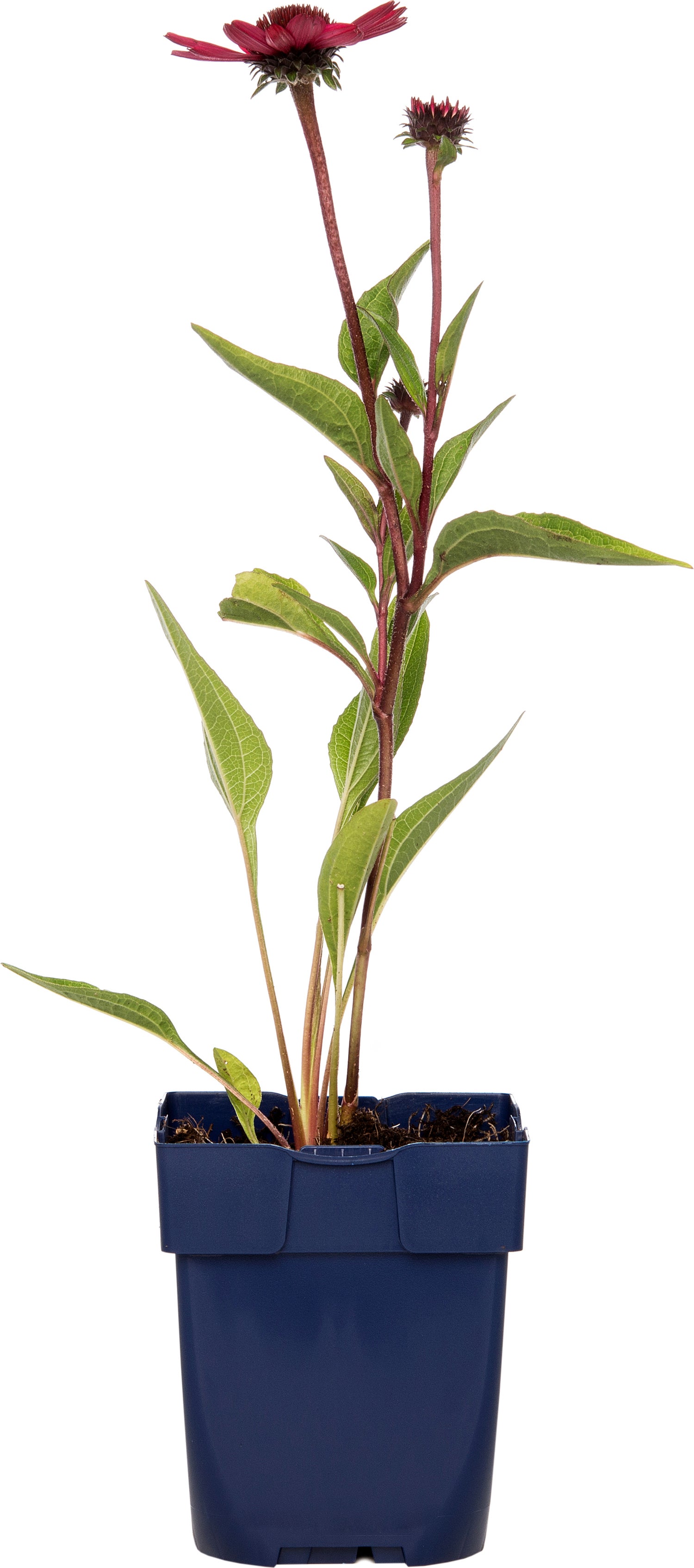 Zonnehoed (Echinacea purpurea 'Summer Cloud') D 11 H 10 cm