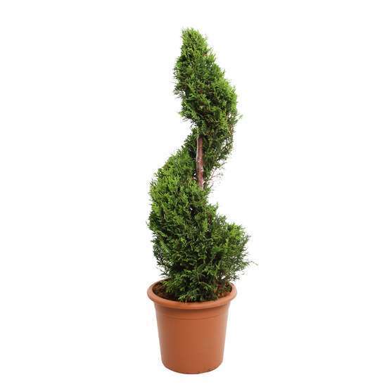 Cupressocyparis Leylandii'Castlewellan Gold': ctr 14L - Forme Spirale