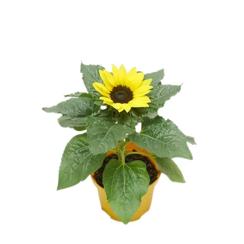 Helianthus 'Sunsation' 13 cm Solsikke 'Sunsation' Ø13 cm