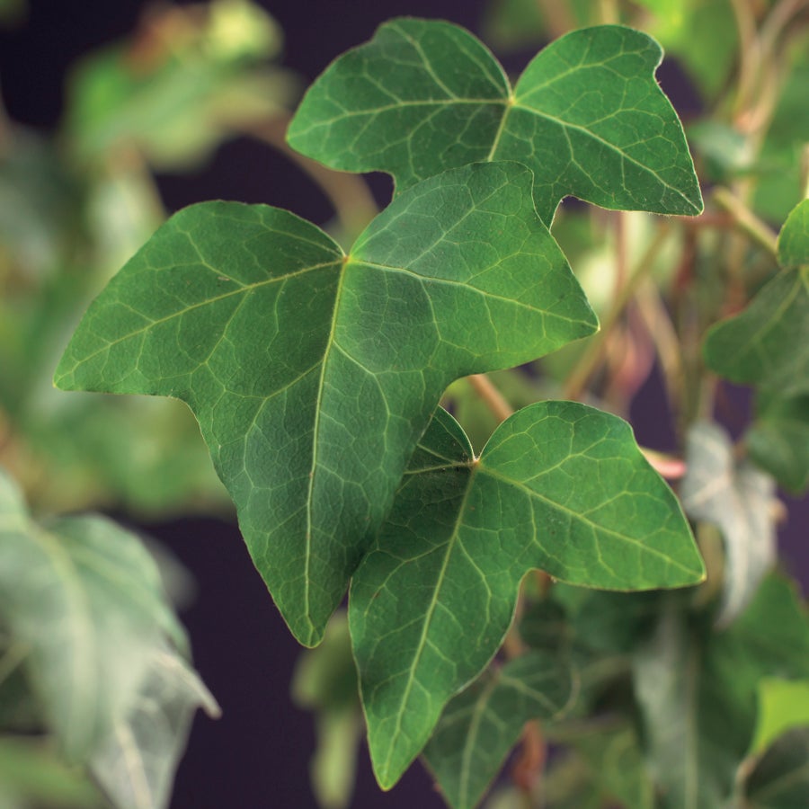 Klimop (Hedera helix) D 23 H 117 cm