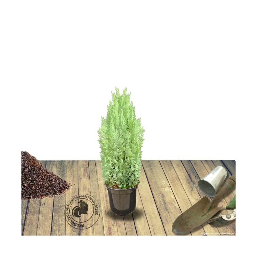 Cyprès de lawson lawsoniana ellwoodii/chamaecyparis lawsoniana ellwoodii[-]pot de 4l - 40/60 cm