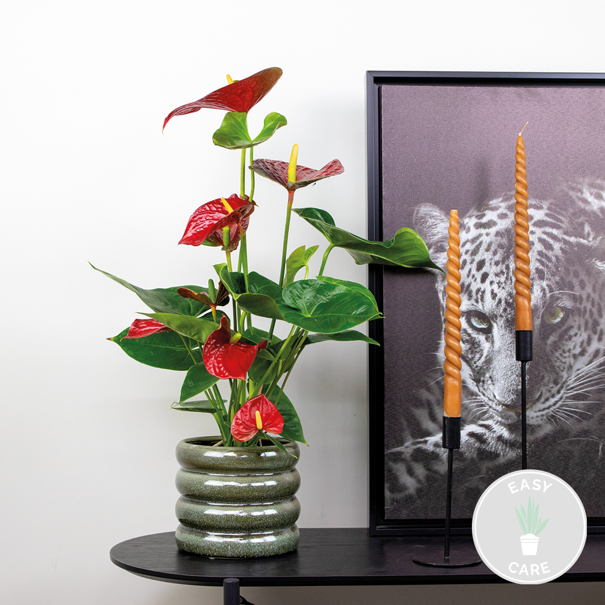 Anthurium 'aristo' rouge - flamingo plant - entretien facile - ⌀14 cm - ↕45-55 cm
