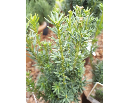 Bekerrasp FloraSelf Taxus media 'Hillii' H 30-40 cm Co 3 L