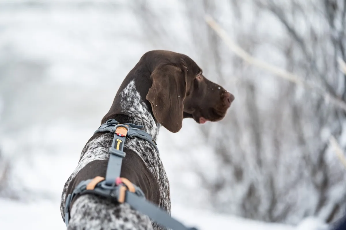 Seleverkstedet Trekreg dog harness Grå/brun