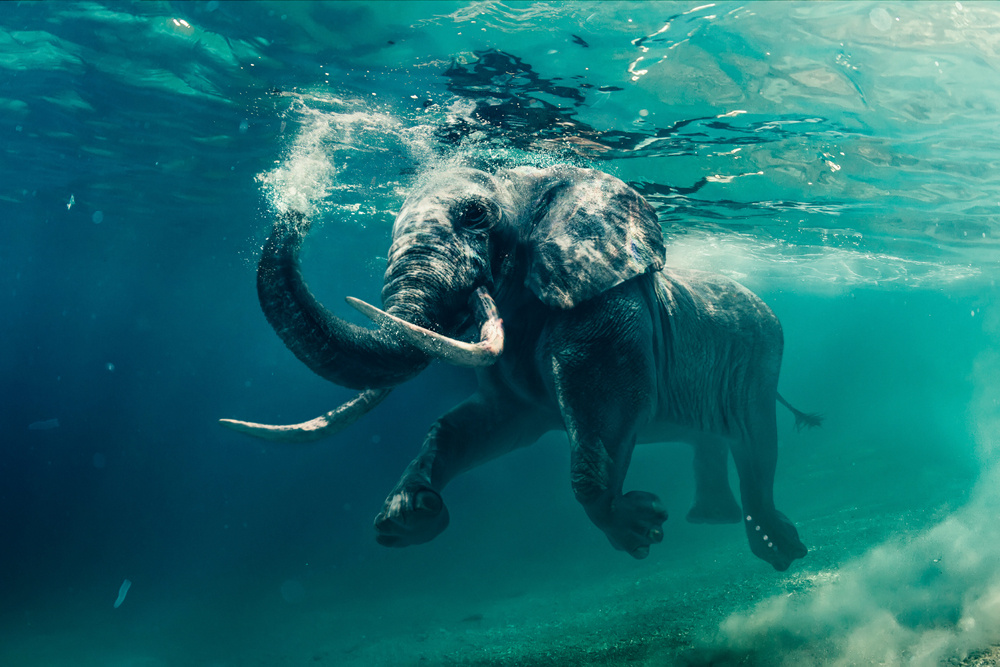 Akustikbild ELEFANT 80x120cm, 7kg