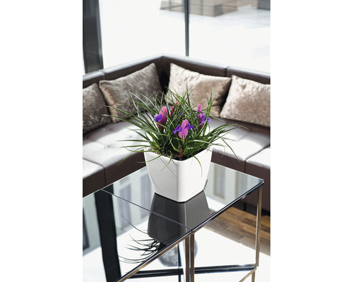 Lechuza Quadro plantenbak 21 x 21 x H 20 cm wit incl. zelfbewateringssysteem, plantenbak, substraat en waterniveau-indicator