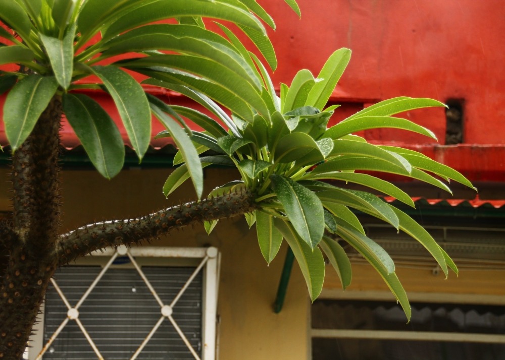 Kit cadeau - palmier de madagascar - 10 graines - pachypodium lamerei