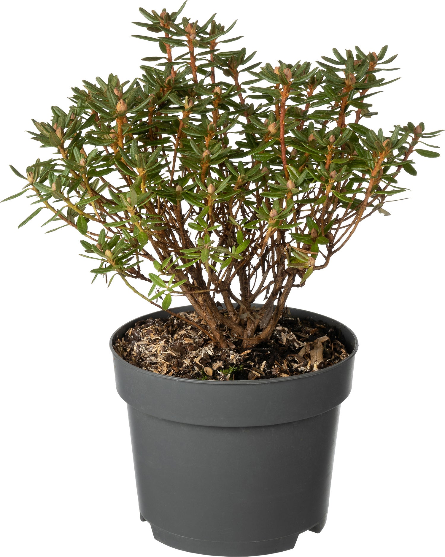 Dwerg Rhododendron (Rhododendron luteum 'Azurika') D 17 H 20 cm