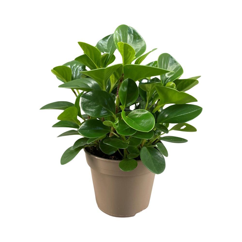 Plante d'intérieur - peperomia 'obtusifolia green gold' 30.0cm
