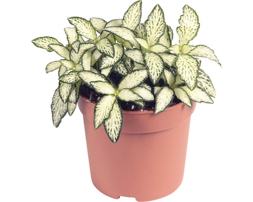 Mozaïekplant FloraSelf Fittonia verschaffeltii 'Mosaic' H 10-15 cm Ø 7 cm pot willekeurige variëteitselectie