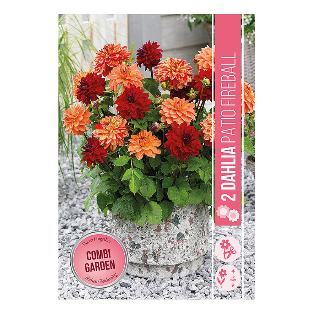 VÅRLØK DAHLIA PATIO FIREBALL 2STK