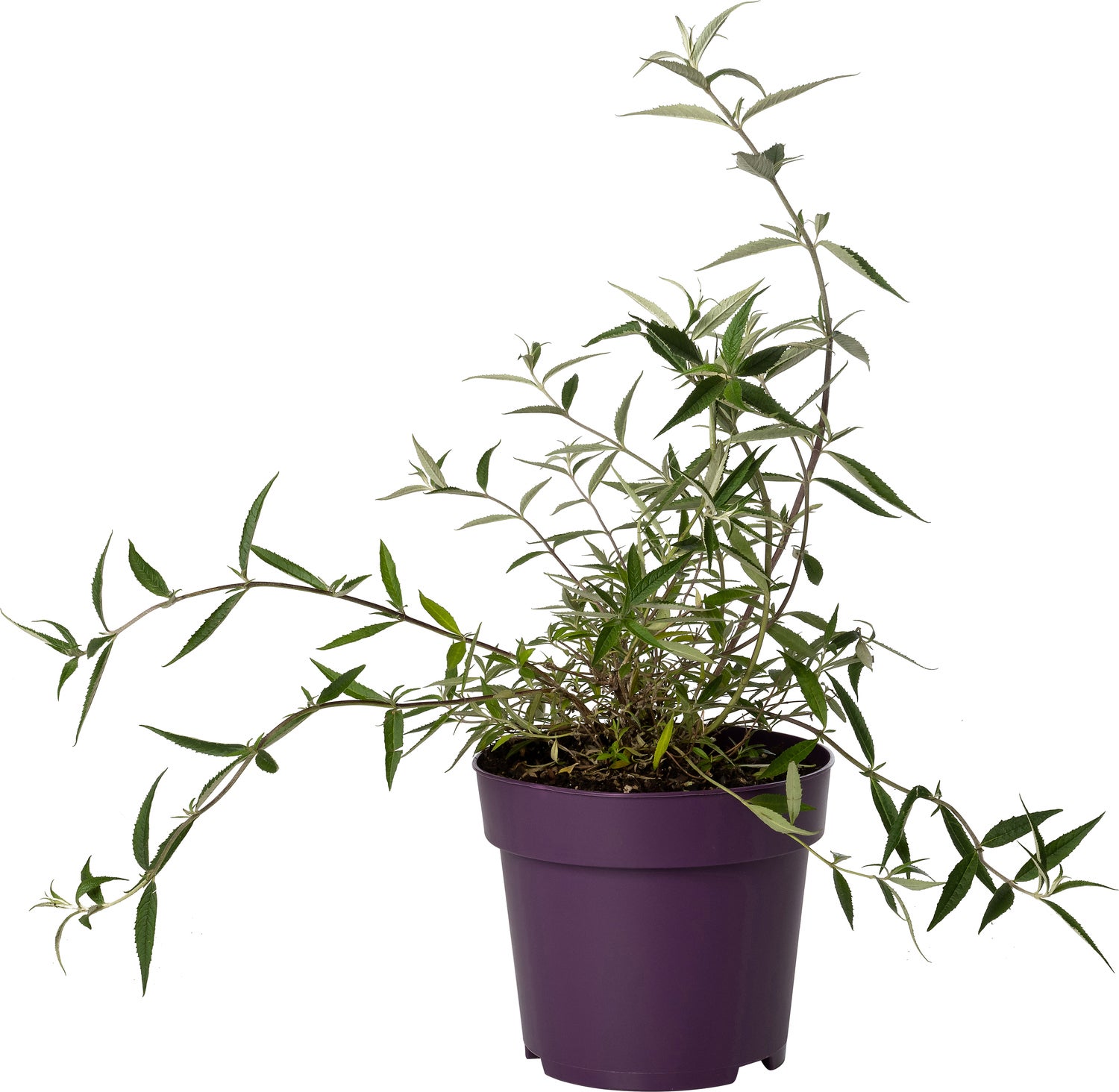 Dwergvlinderstruik (Buddleja Free Petite 'Lavender Flow') D 23 H 40 cm