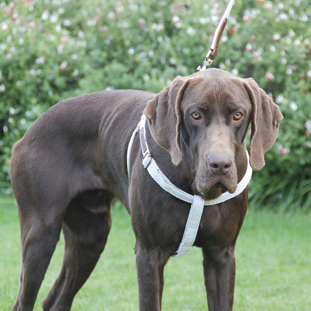 Coleira de cortiça artesanal Barking Gaucho para cães