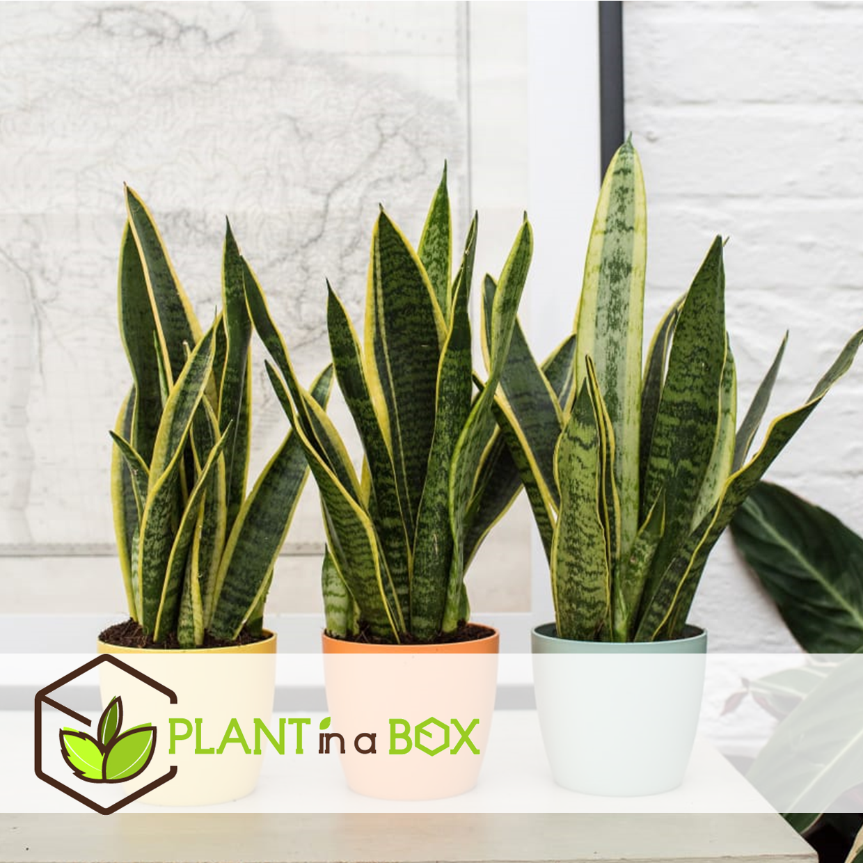 Sansevieria laurentii - set de 4 - langue femelle - pot 12cm - hauteur 30-40cm