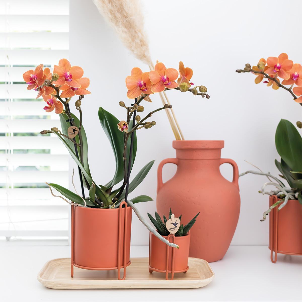 Plante d'intérieur - orchidée phalaenopsis orange - ø9cm - plante d'intérieur fleurie 35cm