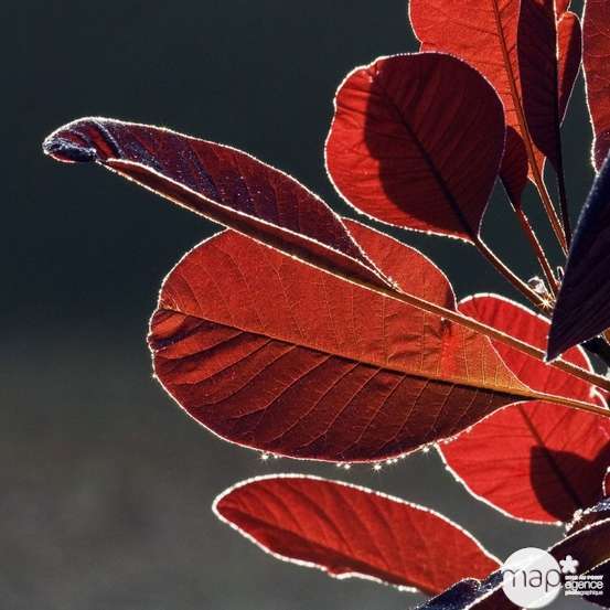 Cotinus x ' Grace ' : H 40/60 cm : ctr 4 litres
