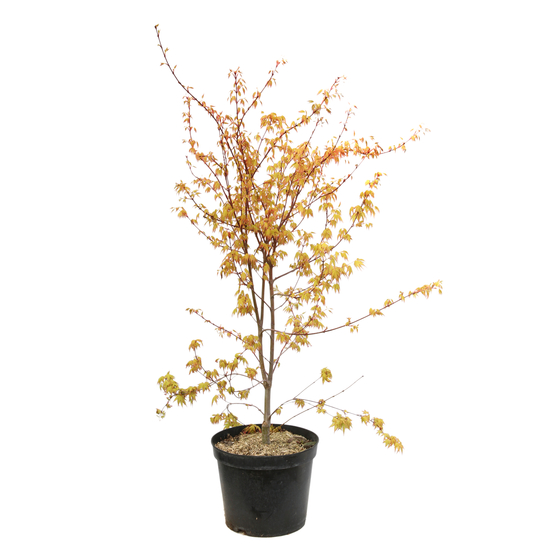 Acer Palmatum Katsura : C7L h.60/80cm