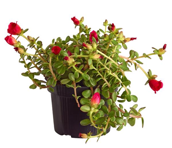 Portulakröschen