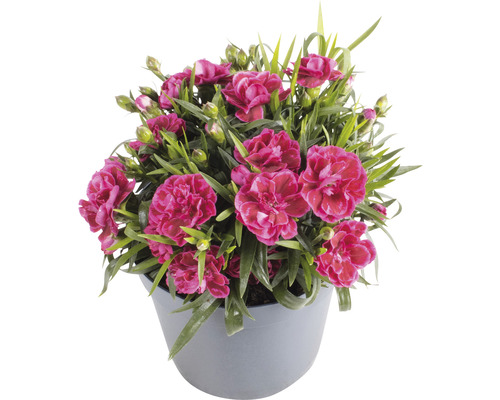 Anjer, Tuinanjer FloraSelf Dianthus caryophyllus 'Nina' H 10-15 cm Ø 15 cm pot