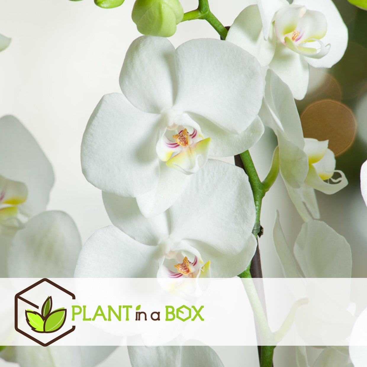 Phalaenopsis multiflora - orchidée blanc - pot 12cm - hauteur 35-45cm
