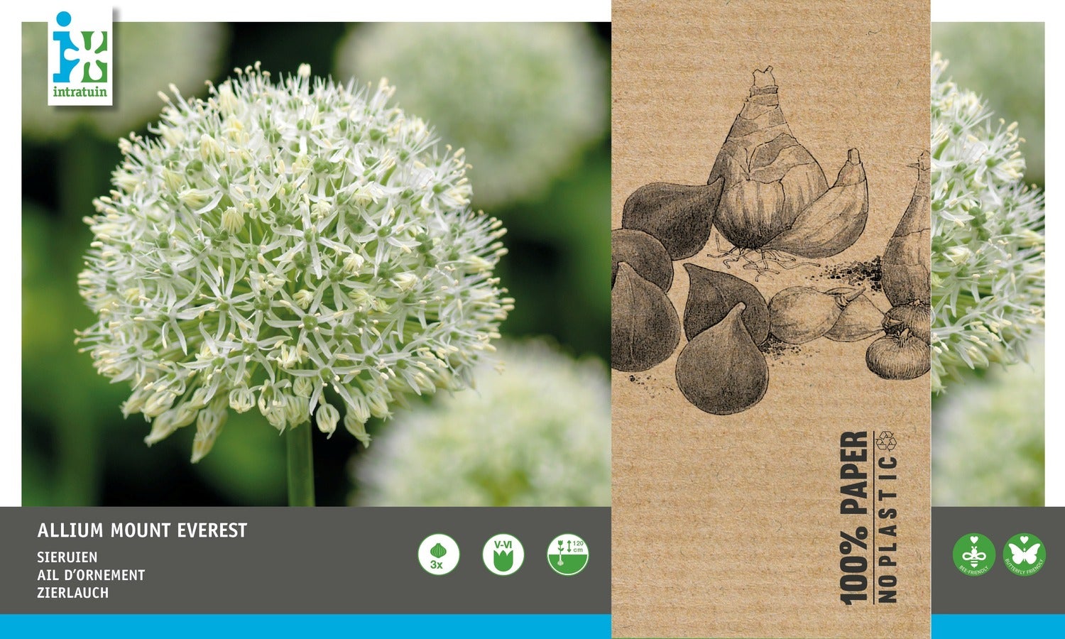 Intratuin bloembollen Sierui (Allium 'Mount Everest')3 stuks
