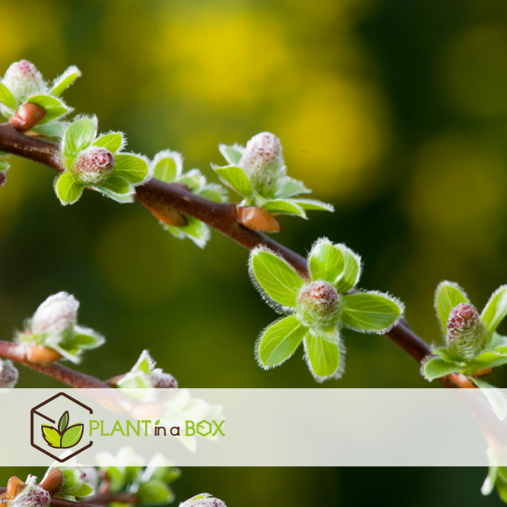 Salix arbuscula - saule nain - lot de 2 - arbre - ⌀19 cm - hauteur 80-90 cm