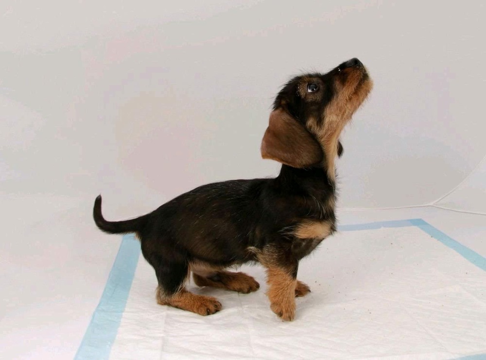 – puppy pads, tapis propreté chiot et chien – tapis éducateur 30 tapis